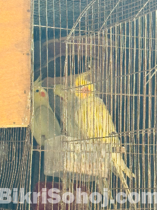 কোকাটেল ও বাজিগার পাখি